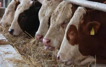 مزراعو اللحوم يرفعون الأسعار في الضفة والزراعة تتعهد بالمحاسبة