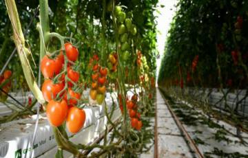 عالم أردني ينجح في إنتاج نباتات خالية من الأمراض