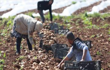 الإغاثة الزراعية تعزز صمود صغار مزارعي البطاطا