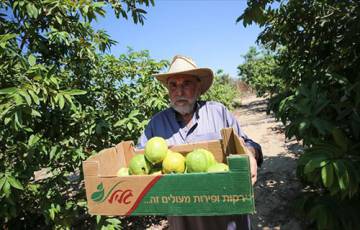 موسم الجوافة.. إنتاج جيد وتسويق ضعيف